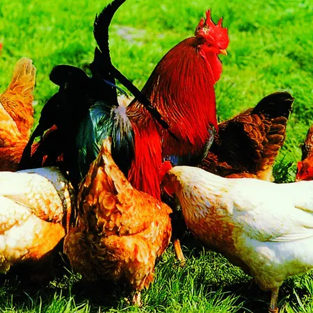 ゲストハウス Landpension Haus Ruth グロッタータール